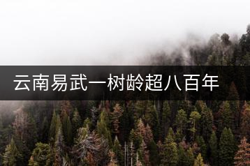 云南易武一樹齡超八百年古茶樹死亡，當(dāng)?shù)卦磕杲M織村民拜謁