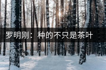 羅明剛:種的不只是茶葉是責(zé)任