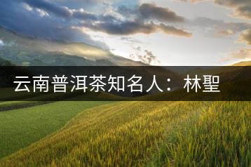 云南普洱茶知名人:林聖泰