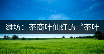 濰坊:茶商葉仙紅的“茶葉經(jīng)”