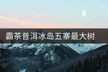 霸茶普洱冰島五寨最大樹(shù)沈陽(yáng)開(kāi)湯