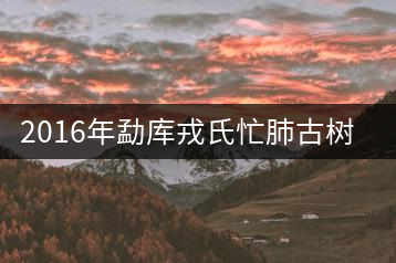 2016年勐庫戎氏忙肺古樹茶開湯賞析