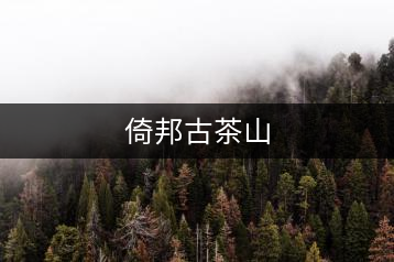 倚邦古茶山