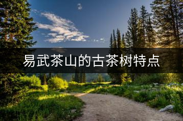 易武茶山的古茶樹(shù)特點(diǎn)