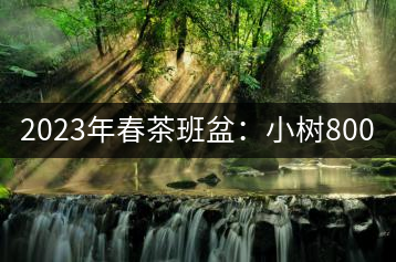 2023年春茶班盆：小樹(shù)800元／公斤，古樹(shù)1600-2200元／公斤