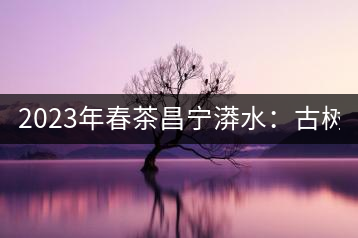 2023年春茶昌寧漭水：古樹混采純料480-600元／公斤，大樹360-420元／公斤，臺地260-300元／公斤，古樹單株均價880-1200元／公斤。
