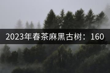 2023年春茶麻黑古樹(shù):1600~2000元/公斤