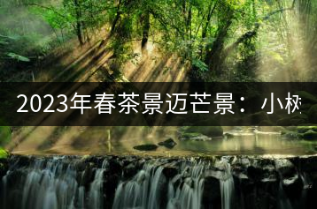 2023年春茶景邁芒景：小樹200元／公斤，古樹：600-800元／公斤