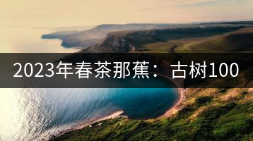 2023年春茶那蕉：古樹1000-1500元／公斤，中樹600-800元／公斤