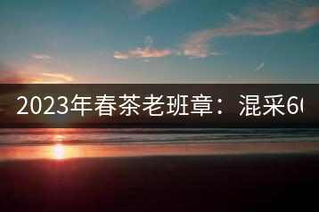 2023年春茶老班章：混采6000-8000元／公斤，挑采：12000元／公斤