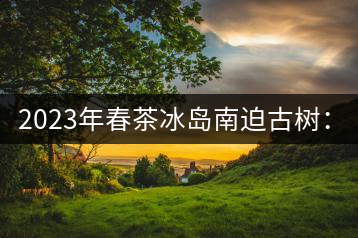 2023年春茶冰島南迫古樹(shù):4500~4800元/公斤