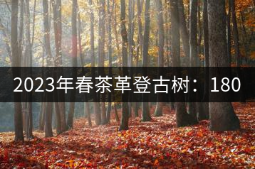 2023年春茶革登古樹：1800-2000元／公斤