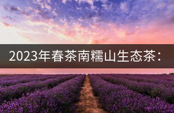 2023年春茶南糯山生態(tài)茶：200-300元／公斤，古樹：900-1500元／公斤