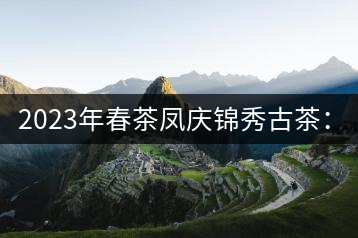 2023年春茶鳳慶錦秀古茶:18000-20000元/公斤