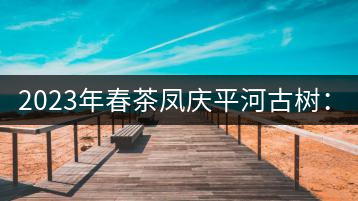 2023年春茶鳳慶平河古樹(shù)：2000-2500／公斤
