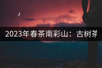 2023年春茶南彩山：古樹茶2000-2200元／公斤，大樹混采1200-1500元／公斤。