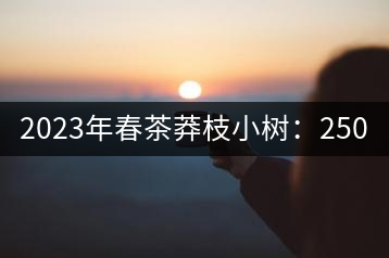 2023年春茶莽枝小樹(shù)：250元／公斤， 古樹(shù)：1000-1200元／公斤