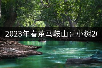 2023年春茶馬鞍山：小樹(shù)260–300元／公斤，古樹(shù)450-500元／公斤