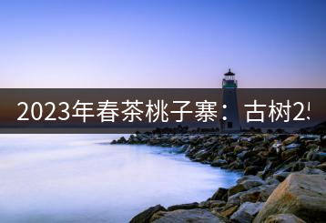 2023年春茶桃子寨：古樹(shù)2500-3000元／公斤
