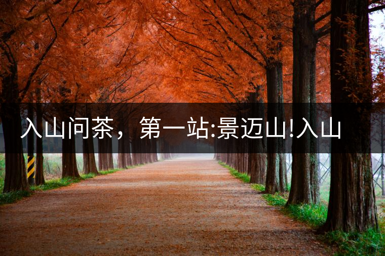 入山問茶，第一站:景邁山!入山問茶，第一站：景邁山！
