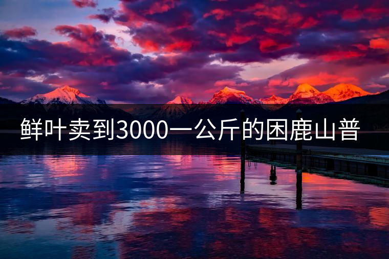 鮮葉賣到3000一公斤的困鹿山普洱茶，口感如何？