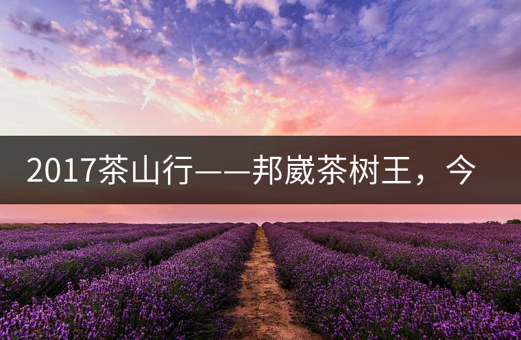 2017茶山行——邦崴茶樹王，今天你是長這樣