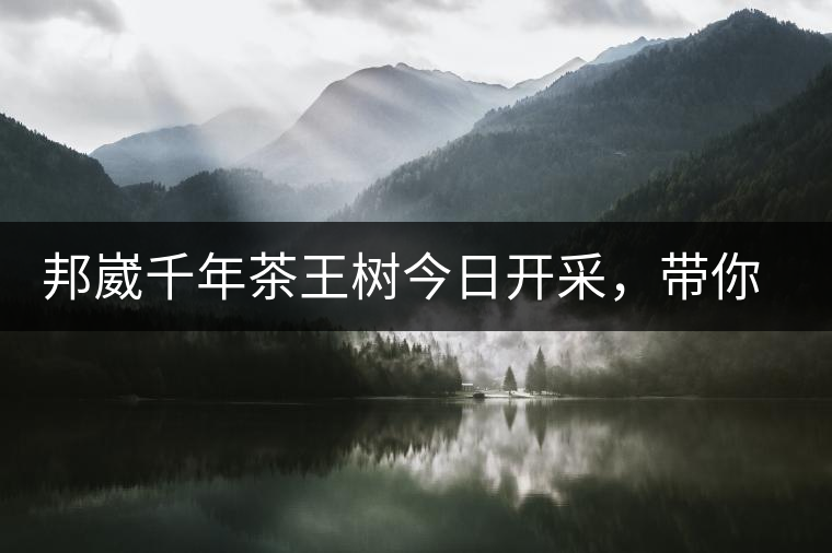 邦崴千年茶王樹今日開采，帶你了解被低估的邦崴古樹茶邦崴千年茶王樹今日開采，帶你了解被低估的邦崴古樹茶