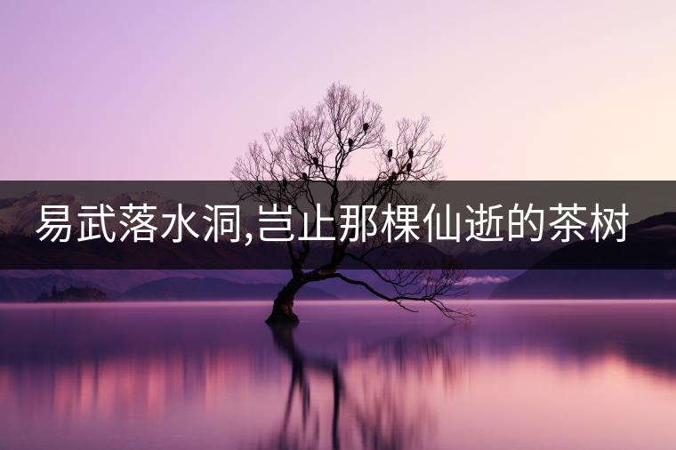 易武落水洞,豈止那棵仙逝的茶樹(shù)王?易武落水洞,豈止那棵仙逝的茶樹(shù)王？