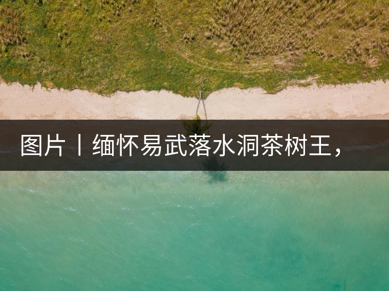 圖片丨緬懷易武落水洞茶樹(shù)王，犧牲前的樣貌圖片丨緬懷易武落水洞茶樹(shù)王，犧牲前的樣貌