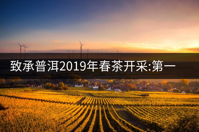 致承普洱2019年春茶開采:第一站易武天門山致承普洱2019年春茶開采：第一站易武天門山
