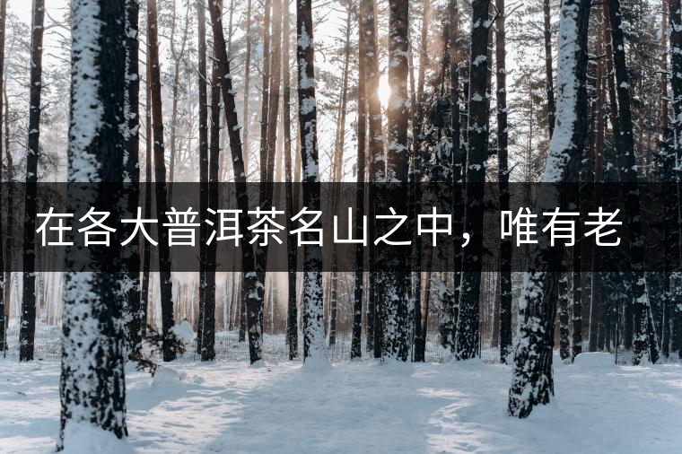 在各大普洱茶名山之中，唯有老曼峨古樹茶才能稱得上戰(zhàn)狼