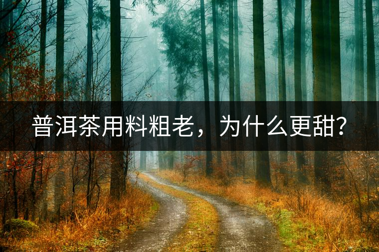 普洱茶用料粗老，為什么更甜？