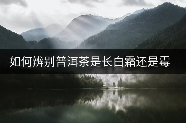 如何辨別普洱茶是長白霜還是霉變