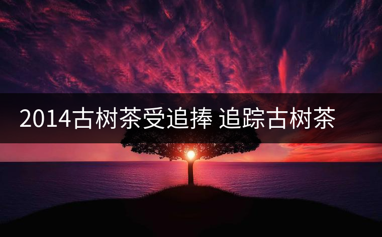 2014古樹茶受追捧 追蹤古樹茶是如何興起的？