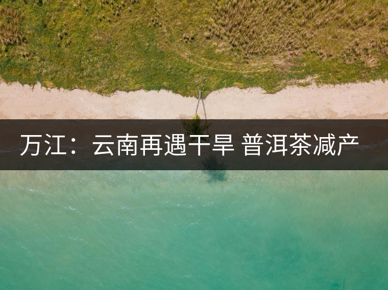 萬江：云南再遇干旱 普洱茶減產(chǎn)漲價(jià)
