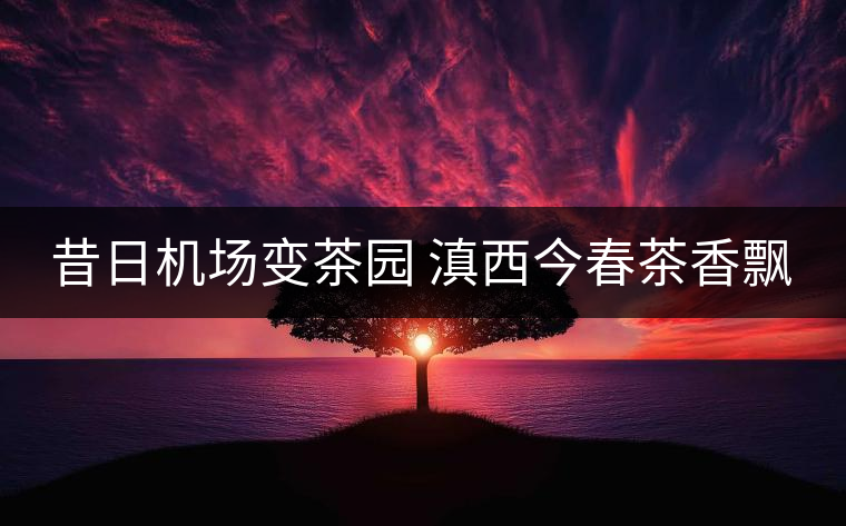 昔日機(jī)場(chǎng)變茶園 滇西今春茶香飄