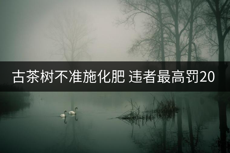 古茶樹不準施化肥 違者最高罰2000元
