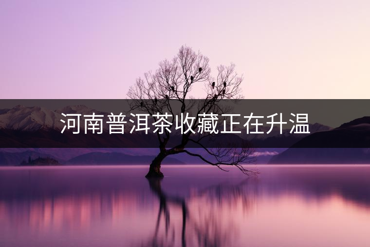 河南普洱茶收藏正在升溫 河南普洱茶收藏正在升溫