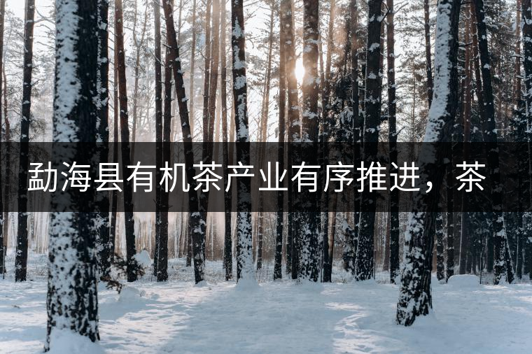 勐?？h有機(jī)茶產(chǎn)業(yè)有序推進(jìn)，茶產(chǎn)業(yè)已成為第一支柱產(chǎn)業(yè)