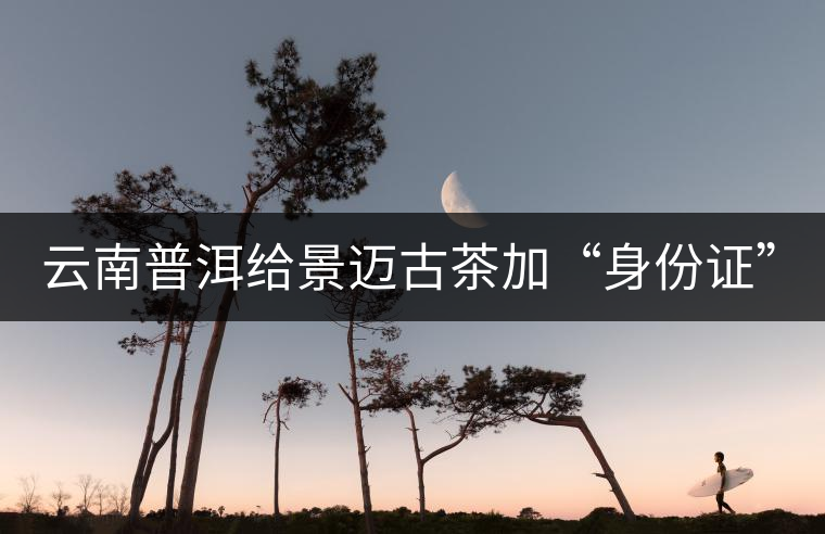 云南普洱給景邁古茶加“身份證” 破解產(chǎn)業(yè)瓶頸