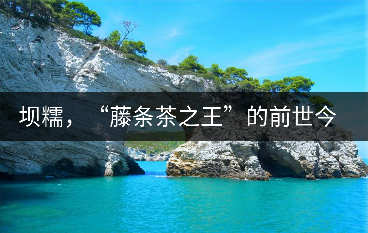 壩糯，“藤條茶之王”的前世今生