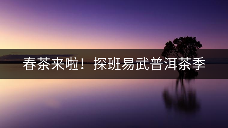 春茶來啦！探班易武普洱茶季