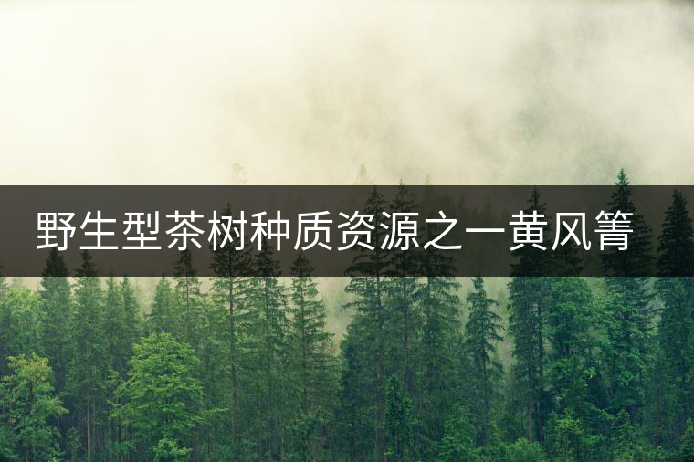 野生型茶樹(shù)種質(zhì)資源之一黃風(fēng)箐茶