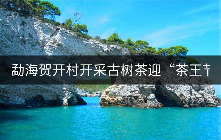 勐海賀開(kāi)村開(kāi)采古樹(shù)茶迎“茶王節(jié)” 勐海賀開(kāi)村開(kāi)采古樹(shù)茶迎“茶王節(jié)”