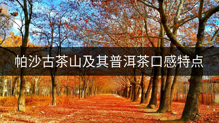 帕沙古茶山及其普洱茶口感特點