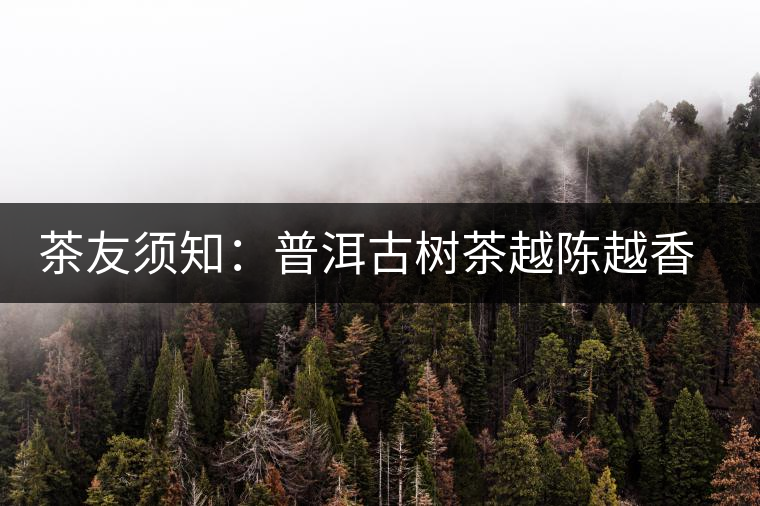 茶友須知：普洱古樹茶越陳越香的演變過程