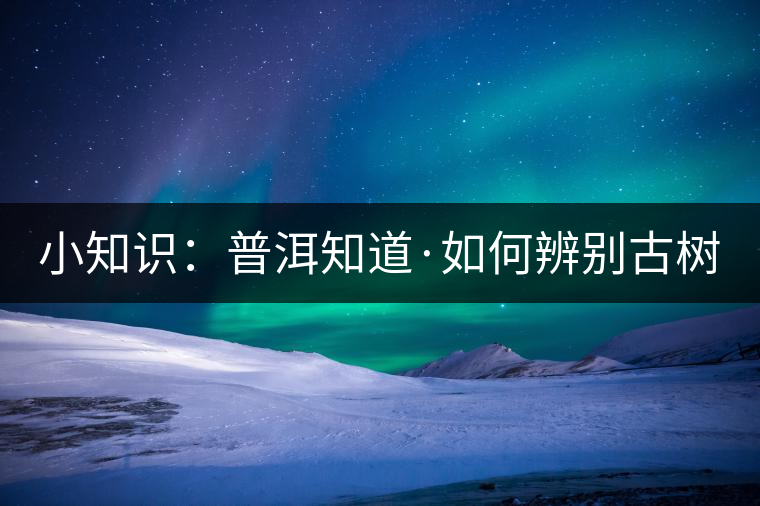 小知識：普洱知道·如何辨別古樹茶？