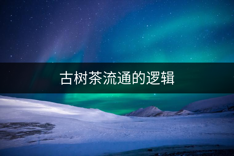 古樹(shù)茶流通的邏輯