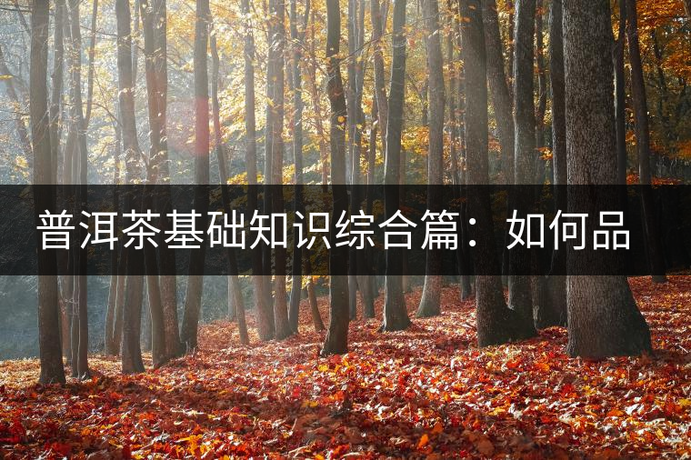 普洱茶基礎(chǔ)知識綜合篇：如何品鑒普洱茶？