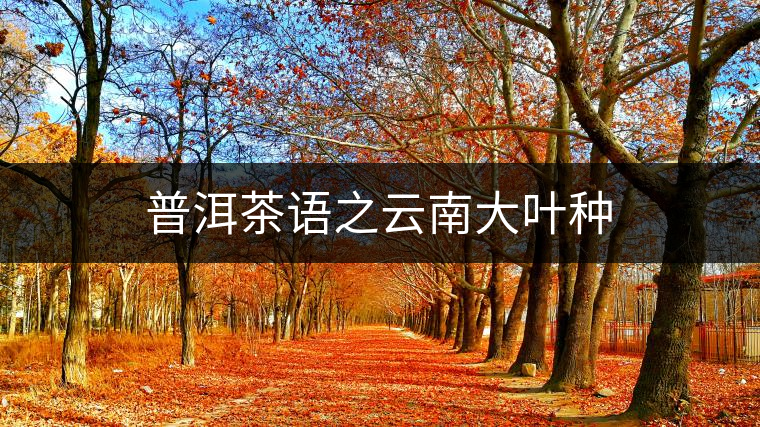 普洱茶語(yǔ)之云南大葉種